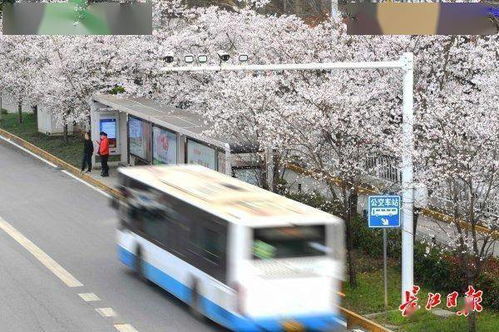 櫻花車(chē)站·圖集 探尋公交高新技術(shù)信息網(wǎng)絡(luò)的流光幻影
